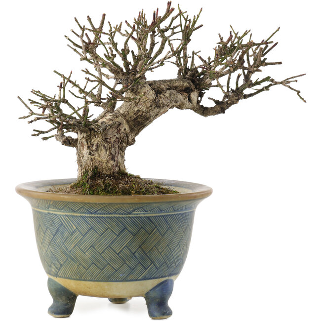 Euonymus alatus, 16 cm, ± 20 jaar oud