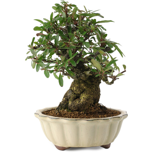 Pyracantha, 21,5 cm, ± 20 jaar oud