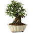 Pyracantha, 21,5 cm, ± 20 anni