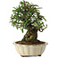 Pyracantha, 21,5 cm, ± 20 jaar oud