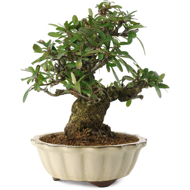 Pyracantha, 21,5 cm, ± 20 jaar oud