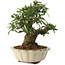 Pyracantha, 21,5 cm, ± 20 jaar oud