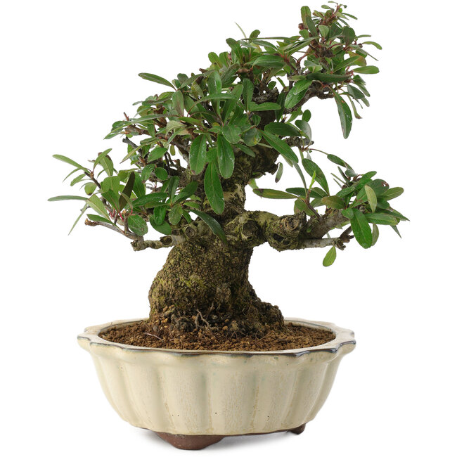 Pyracantha, 21,5 cm, ± 20 Jahre alt