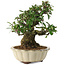Pyracantha, 21,5 cm, ± 20 jaar oud