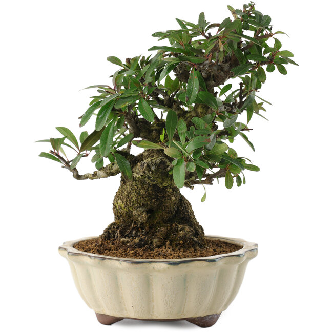 Pyracantha, 21,5 cm, ± 20 Jahre alt