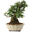 Pyracantha, 21,5 cm, ± 20 anni