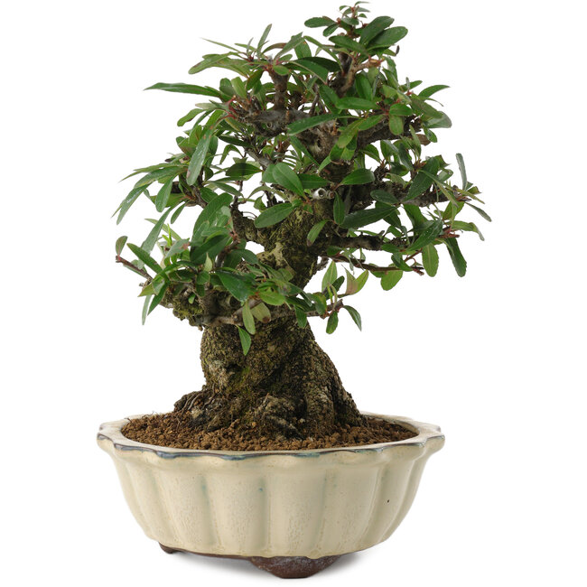 Pyracantha, 21,5 cm, ± 20 jaar oud