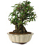 Pyracantha, 21,5 cm, ± 20 anni