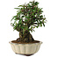 Pyracantha, 21,5 cm, ± 20 years old