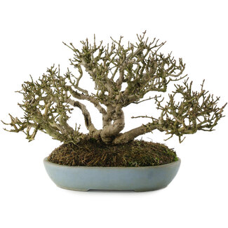 Ligustrum, 15,5 cm, ± 35 Jahre alt