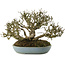 Ligustrum, 15,5 cm, ± 35 anni