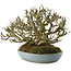 Ligustrum, 15,5 cm, ± 35 anni