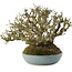 Ligustrum, 15,5 cm, ± 35 anni