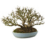 Ligustrum, 15,5 cm, ± 35 anni