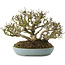 Ligustrum, 15,5 cm, ± 35 anni