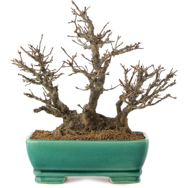 Acer buergerianum, 19,5 cm, ± 35 ans