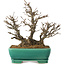 Acer buergerianum, 19,5 cm, ± 35 years old