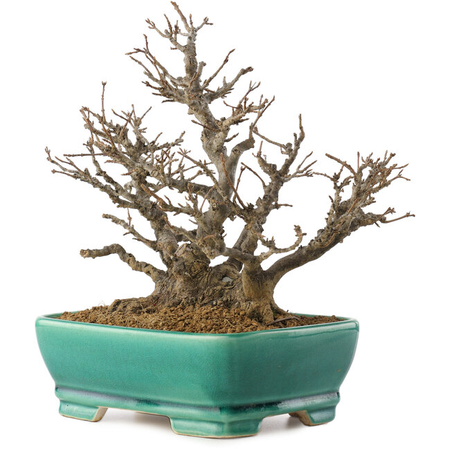 Acer buergerianum, 19,5 cm, ± 35 ans