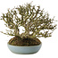 Ligustrum, 15,5 cm, ± 35 years old