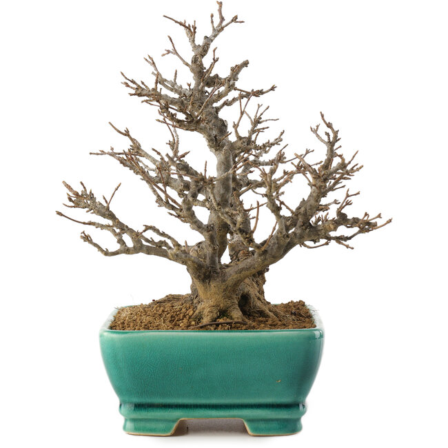 Acer buergerianum, 19,5 cm, ± 35 años