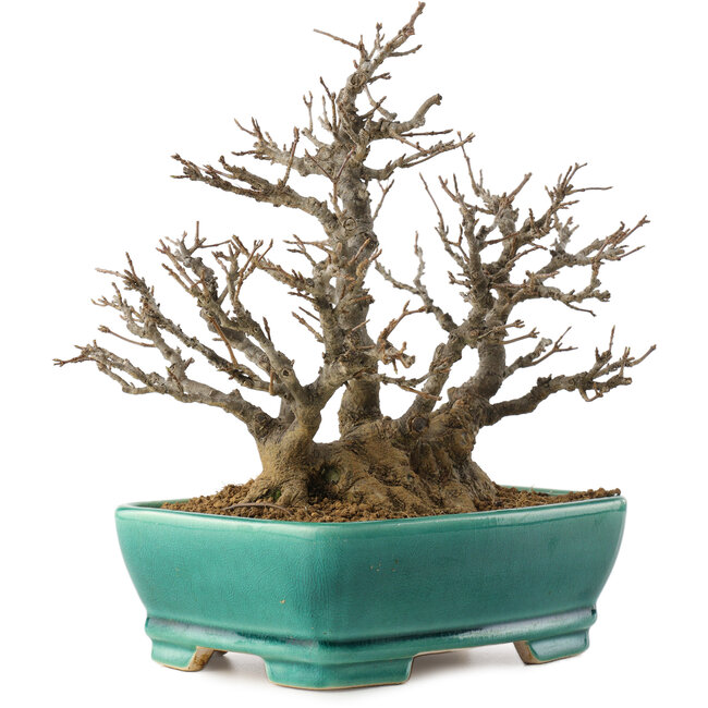 Acer buergerianum, 19,5 cm, ± 35 anni