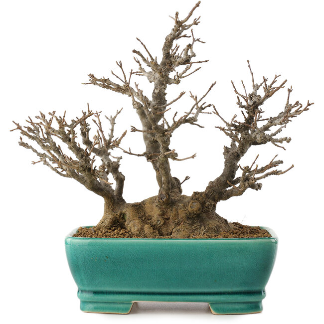 Acer buergerianum, 19,5 cm, ± 35 años