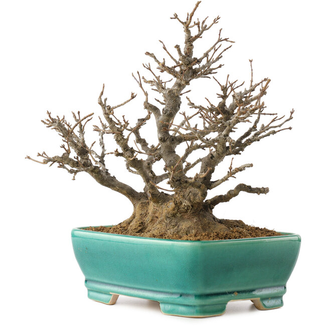 Acer buergerianum, 19,5 cm, ± 35 años