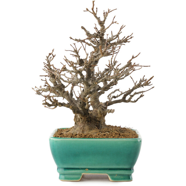 Acer buergerianum, 19,5 cm, ± 35 anni