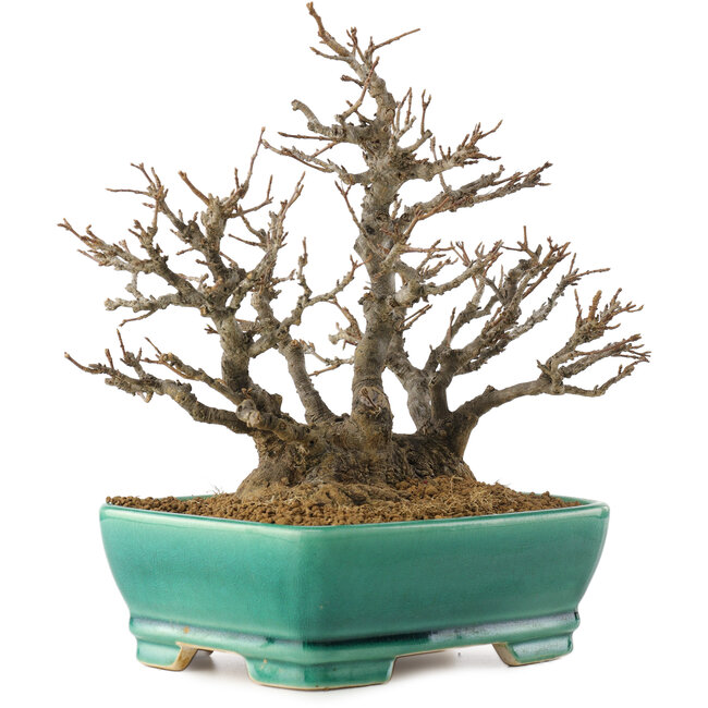 Acer buergerianum, 19,5 cm, ± 35 jaar oud