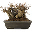 Acer buergerianum, 14 cm, ± 15 anni