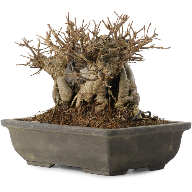 Acer buergerianum, 14 cm, ± 15 años