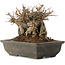 Acer buergerianum, 14 cm, ± 15 anni