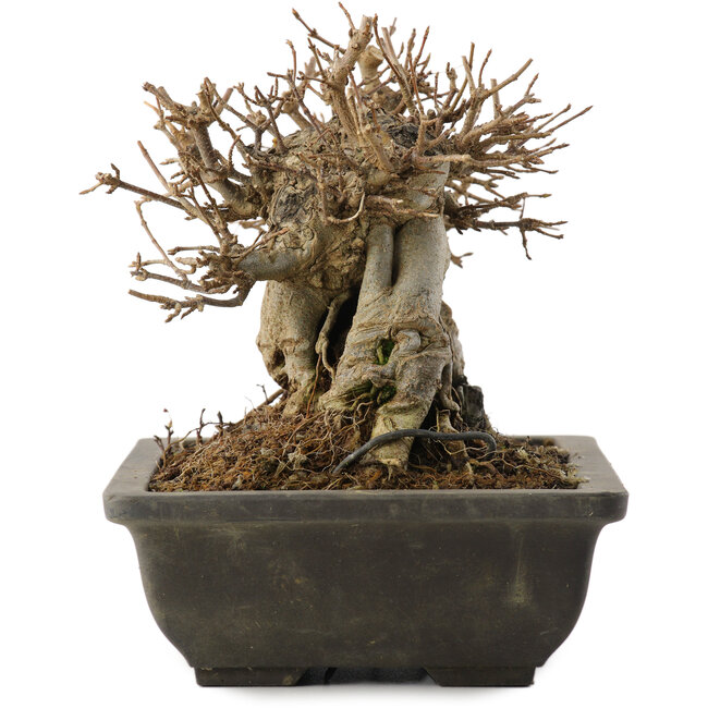 Acer buergerianum, 14 cm, ± 15 ans