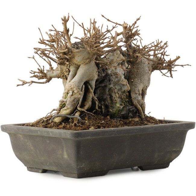 Acer buergerianum, 14 cm, ± 15 ans