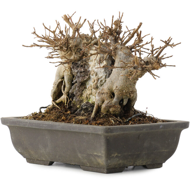 Acer buergerianum, 14 cm, ± 15 years old