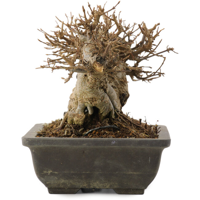 Acer buergerianum, 14 cm, ± 15 jaar oud