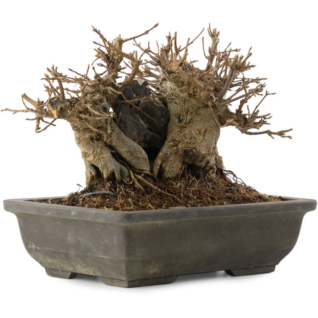 Acer buergerianum, 14 cm, ± 15 ans