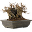 Acer buergerianum, 14 cm, ± 15 anni