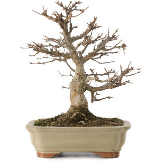 Acer buergerianum, 18,5 cm, ± 20 jaar oud