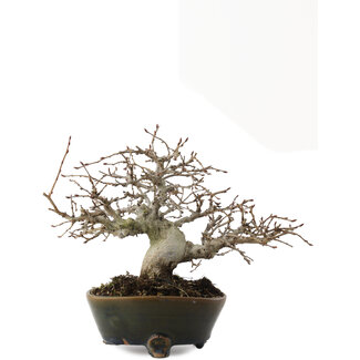 Carpinus coreana, 17 cm, ± 30 Jahre alt