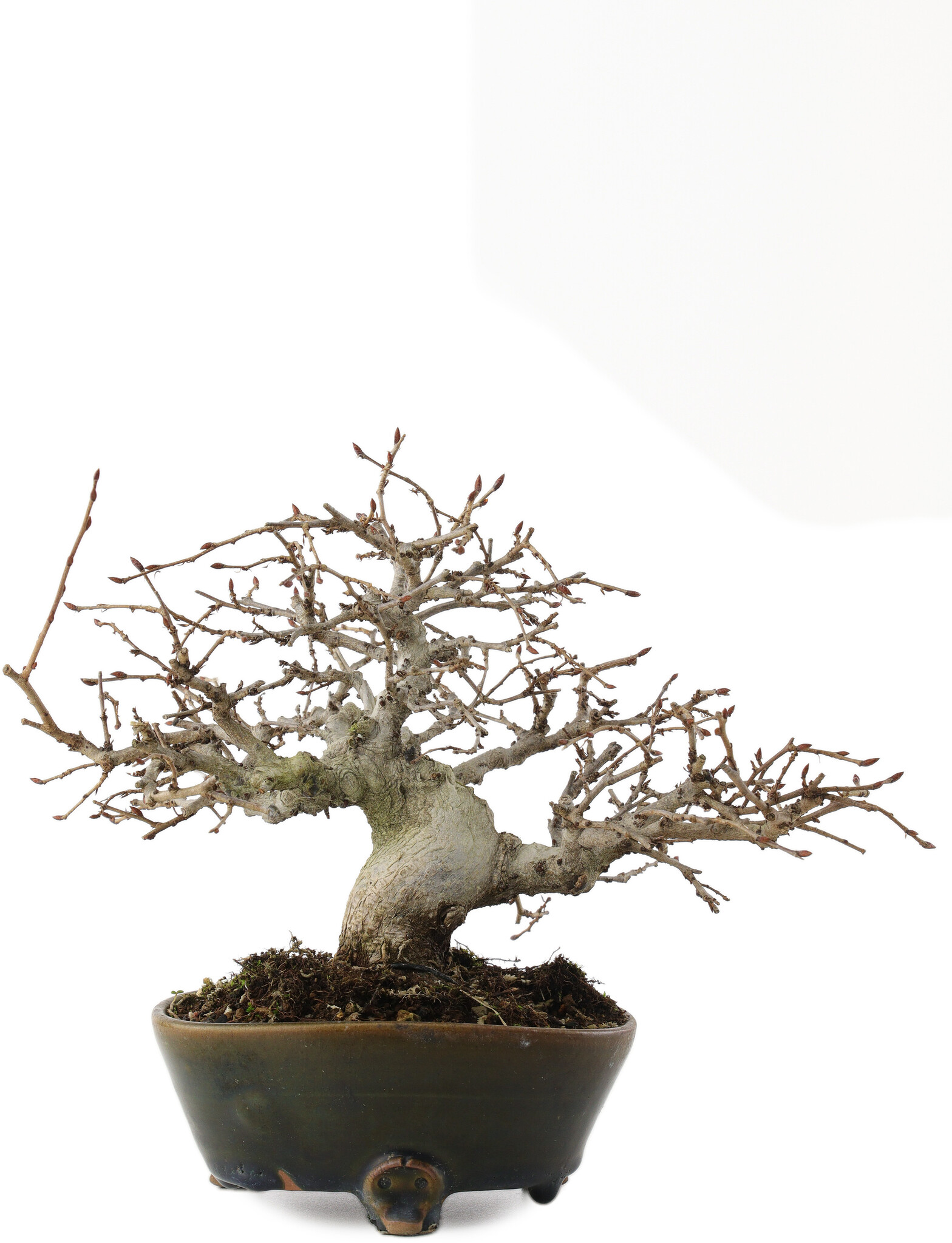 Callicarpa japonica, 17 cm,  30 anni - Bonsai Plaza