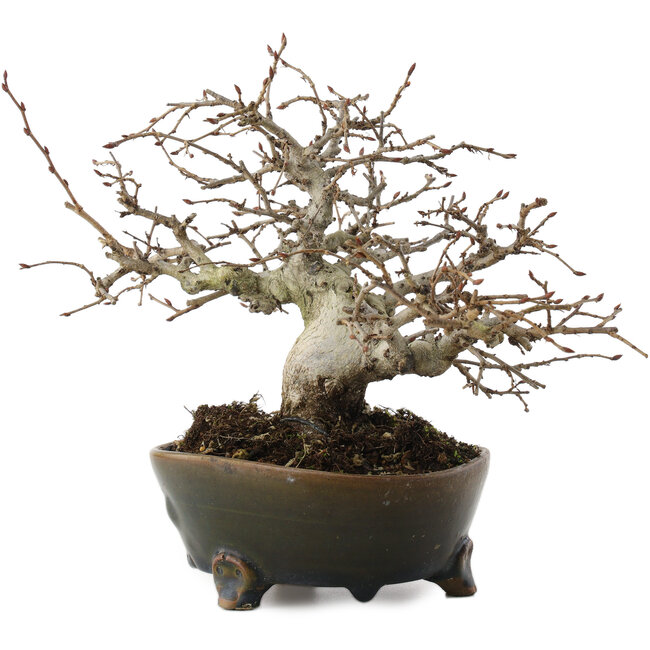 Callicarpa japonica, 17 cm, ± 30 años