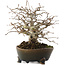 Carpinus coreana 17 cm, ± 30 anni