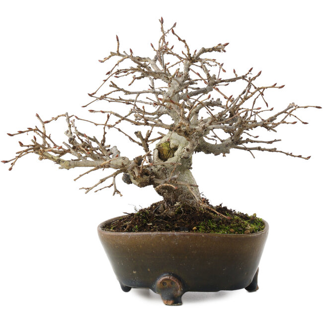 Callicarpa japonica, 17 cm, ± 30 años