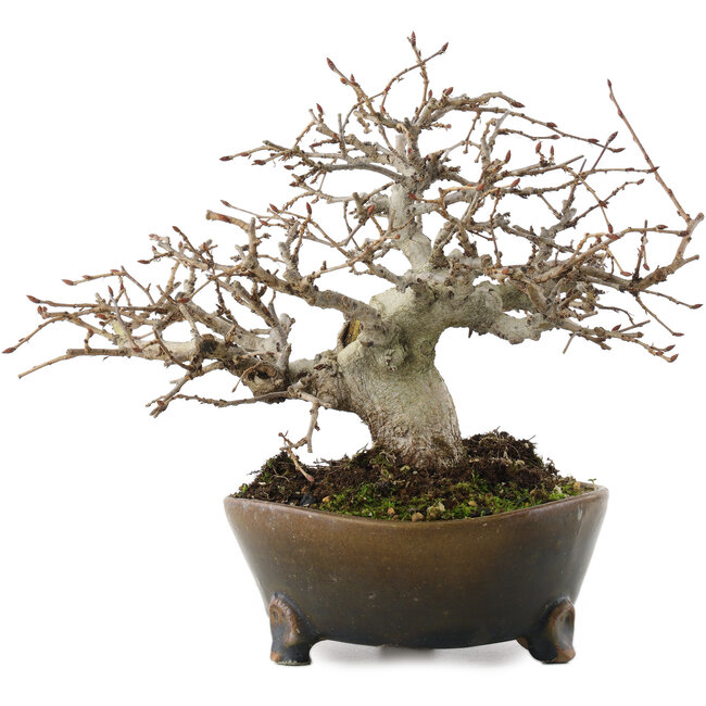 Callicarpa japonica, 17 cm, ± 30 jaar oud