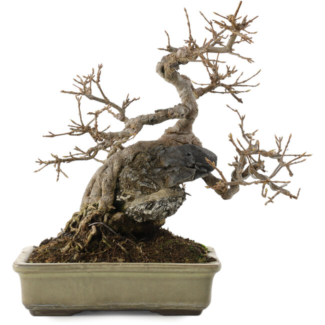 Acer buergerianum, 20 cm, ± 25 jaar oud