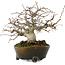 Carpinus coreana 17 cm, ± 30 ans