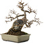 Acer buergerianum, 20 cm, ± 25 jaar oud