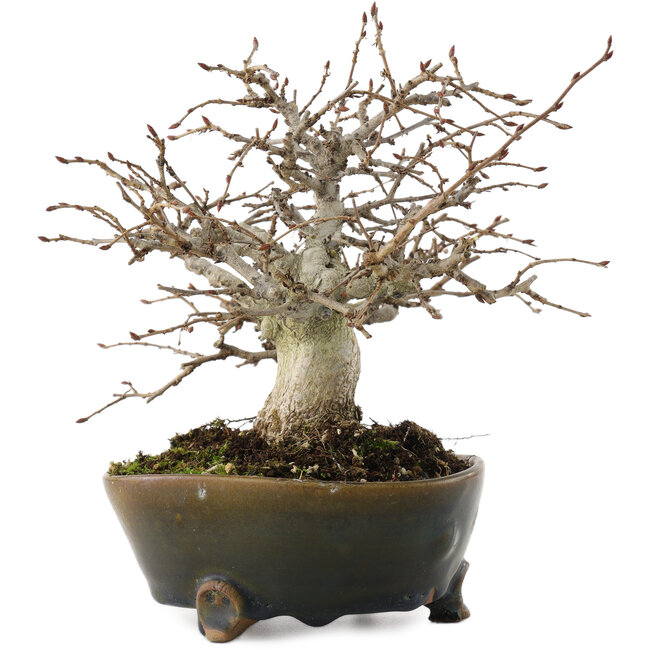 Callicarpa japonica, 17 cm, ± 30 anni