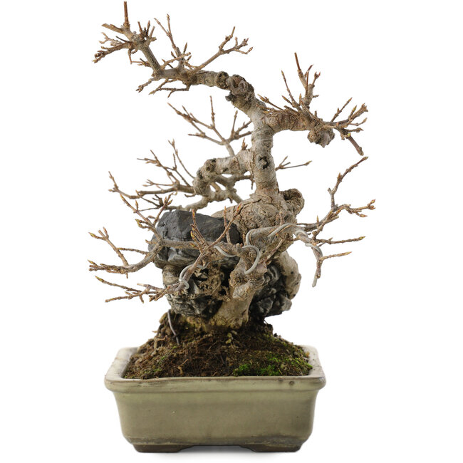 Acer buergerianum, 20 cm, ± 25 anni